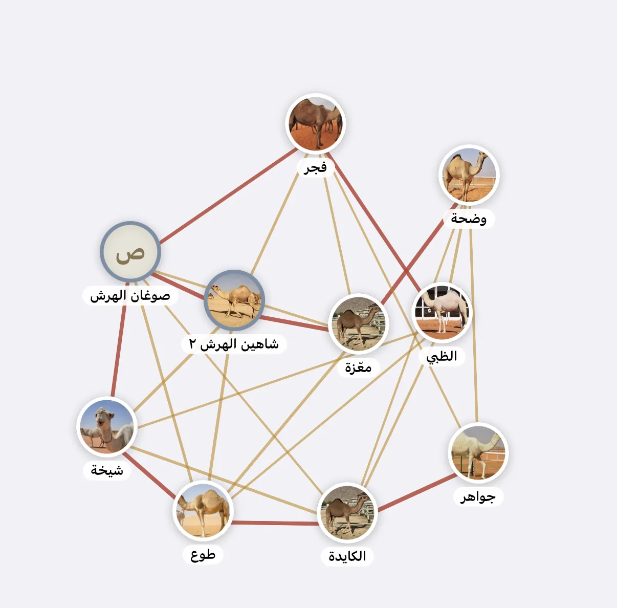 The kinship map in the Madani app: every tested camel joined by lines coloured by how strong the relationship is